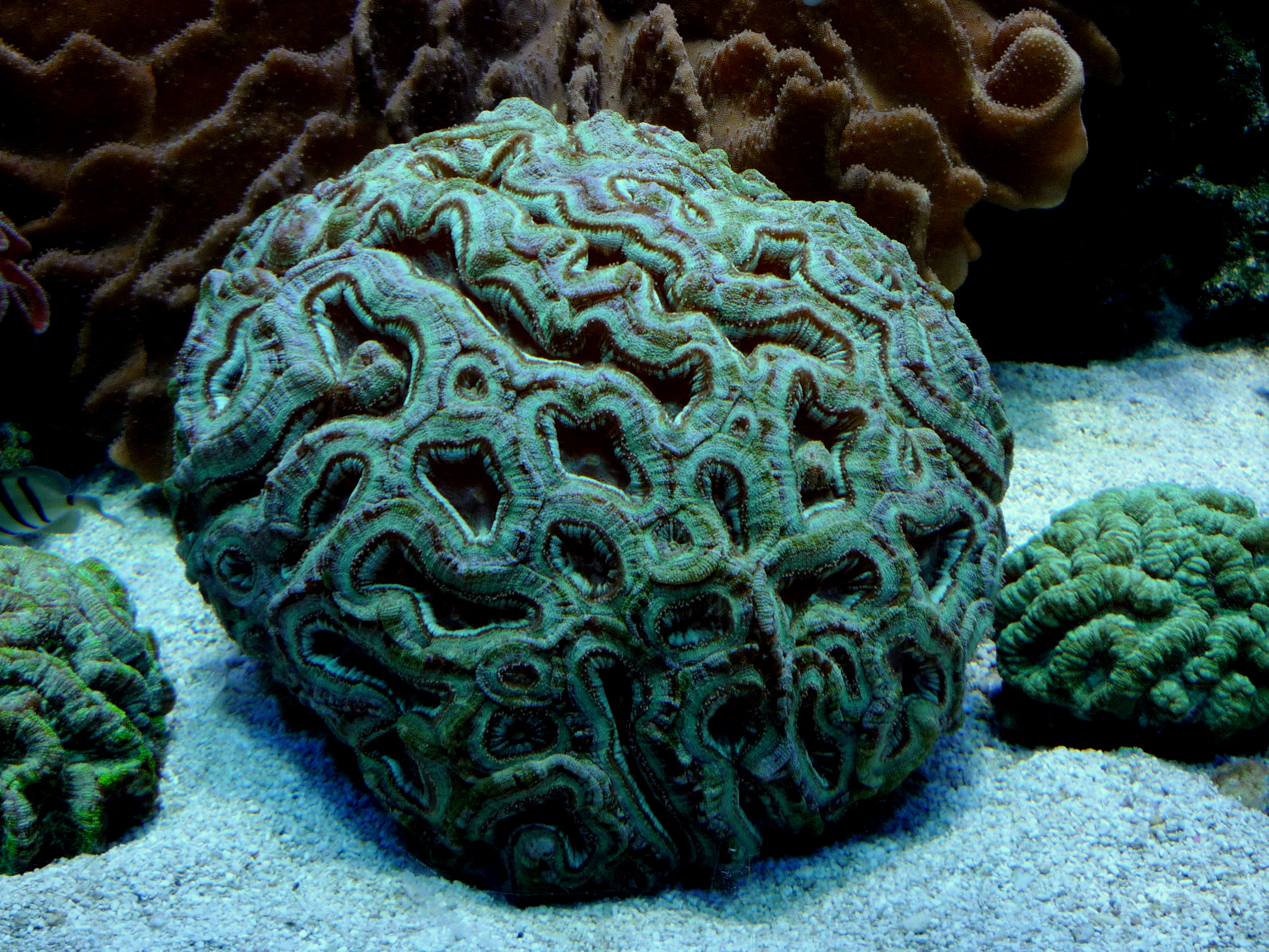 Green Brain Coral