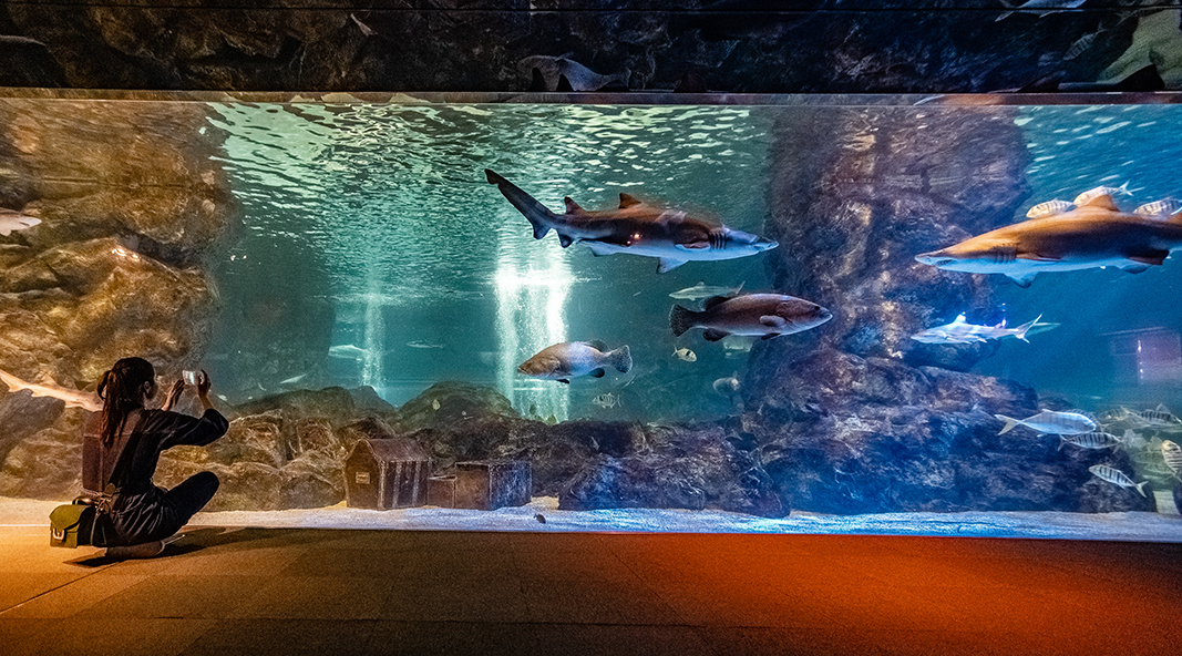 Coex Aquarium Introduce 10 Oceann Kingdom