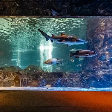 Coex Aquarium Introduce 10 Oceann Kingdom