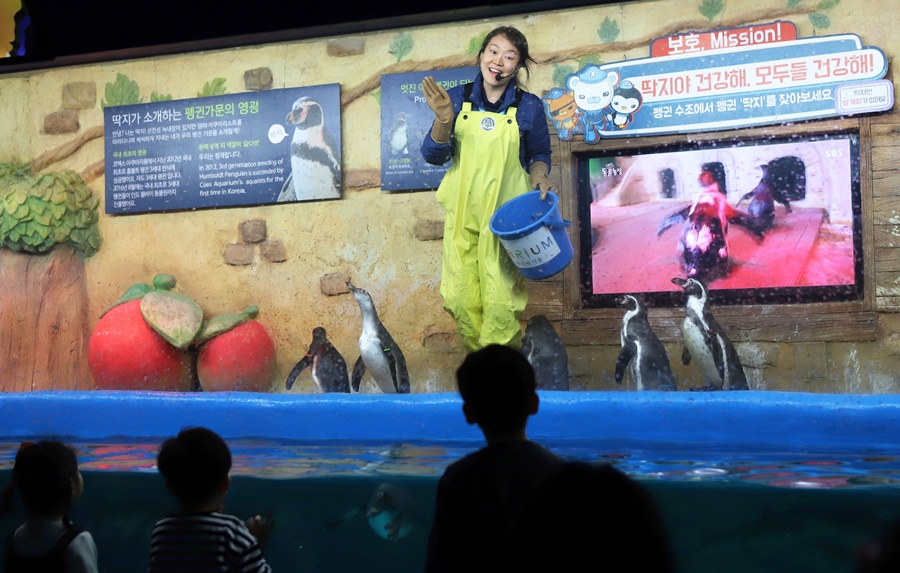 Feeding Penguin